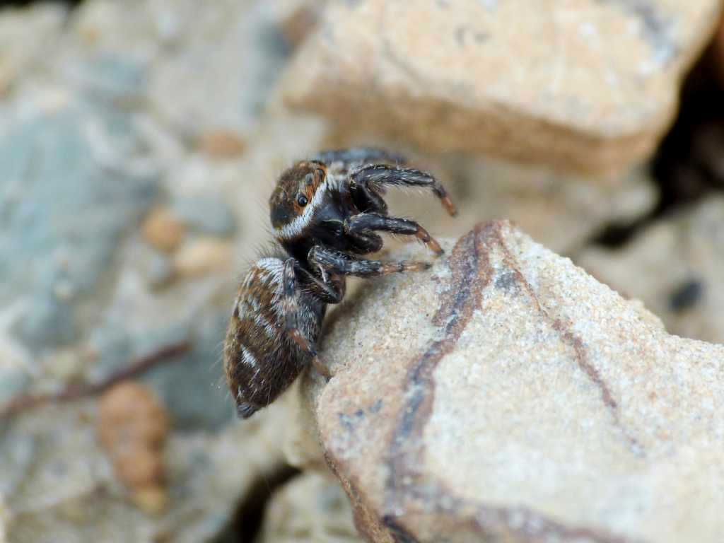 Hasarius adansonii? No. Evarcha jucunda - Tolfa (RM)